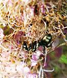Schwarze Wegameise(Lasius niger(L. 1758)) auf einem Spierstrauch(Spiraea salicifolia(L.))