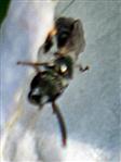 Gemeine Furchenbiene(Lasioglossum calceatum(Scopoli 1763)) 01