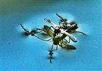 Gemeine Stechmücke(Culex pipiens(L. 1758)) auf einer Wasseroberfläche