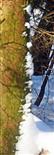 Reste einer Schneeverwehung an einer Rotfichte(Picea abies(L.))
