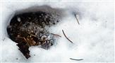 Trittsiegel eines Wildschweines(Sus scrofa(L. 1758)) im Schnee