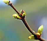 Knospender Gemeiner Flieder(Syringa(L.) vulgaris (Hybride))