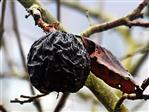 Letztjährige Quittenfrucht(Cydonia oblonga(Mill.))