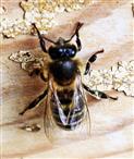 Westliche Honigbiene(Apis mellifera(L. 1758)) rastend