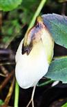 Blütenknospe einer Schneerose(Helleborus niger(L.))