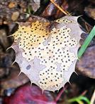 Altes Blatt der Gewöhnlichen Mahonie(Mahonia(Nutt.) aquifolium) mit Phragmidium(Pilz)