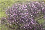 Blühender Rhododendronbusch(Rhododendron ponticum(L.))
