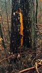 Sturmschaden am Stamm einer Waldkiefer(Pinus sylvestris(L.))