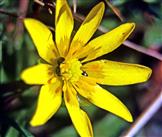 Blüte des Scharbockskrautes(Ficaria verna(Huds.))