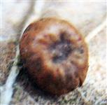 Münzen- oder Seidenknopfgalle einer Gallwespe(Neuroterus numismalis)(Parthenogenetische Generation)