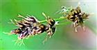 Krötenbinse(Juncus bufonius(L.))