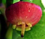 Blüte einer Heidelbeere(Vaccinium myrtillus(L.))
