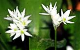 Blüten des Bärlauchs(Allium ursinum(L. ))
