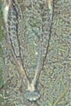 Fund im Wald(Unterkiefer eines Rehes(Capreolus capreolus(L. 1758))