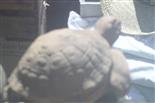 Schildkröte aus Ton