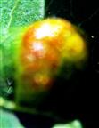 Galle einer Blattwespe(Symphyta(Pflanzenwespe)) auf einem Blatt einer Walnuss(Juglans regia(L.))
