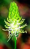 Blütenähre einer Teufelskralle(Phyteuma spicatum(L.))