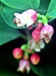 Blüten einer Gewöhnlichen Schneebeere(Symphoricarpos albus(L. ) S. F. Blake))