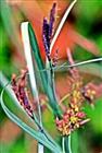 Schlanksegge(Carex acuta(L.))