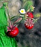 Wald-Erdbeeren(Fragaria vesca(L.))