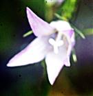 Blüte der Wiesenglockenblume(Campanula patula(L.))