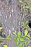 Gespinst mit Räupchen der Pflaumen-Gespinstmotte(Yponomeuta padella(L. 1758)) an Schlehe(Prunus spinosa(L.))
