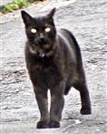 Schwarze Katze(Felis)