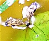 Kleine Schnepfenfliege(Chrysopilus asiliformis(Preyssler 1791))