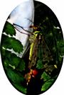 Gemeine Skorpionsfliege(Panorpa communis(L. 1758))(männlich)