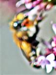 Braune Weiden-Sandbiene(Andrena praecox(Scopoli 1763)) 01