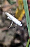 (Pflaumen-)Gespinstmotte(Yponomeuta padella(L. 1758)) als Beute in einem Spinnennetz