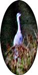 Graureiher(Ardea cinerea(L. 1758)) am Nordostufer des Lohmühlenweihers auf Beute lauernd