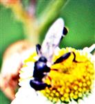Gemeine Keulenschwebfliege(Syritta pipiens(L. 1758))