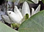 Blüte einer Weißen Seerose(Nymphaea alba(L.))