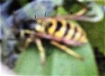 Arbeiterin einer Gemeinen Wespe(Vespula vulgaris(L. 1758)) trinkend
