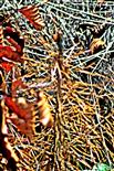 Abgestorbene junge Waldkiefer(Pinus sylvestris(L.))(Naturverjüngung am Waldrand)