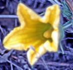 Kürbisblüte(Cucurbita maxima)
