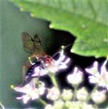 Kleine Brackwespe(Braconidae) beim Blütenbesuch