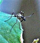 Stechmücke(Aedes geniculatus(Olivier 1791))