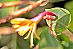 Blüte eines Wald-Geißblattes(Lonicera periclymenum(L.))
