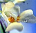 Blüte des Kleinblütigen Springkrautes(Impatiens parvifolra(DC.))