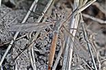 Kohlschnake(Tipula oleracea(L. 1758)) 01