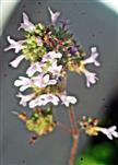 Majoran(Origanum hortensis(L.))