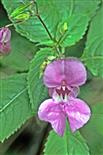 Blüte des Drüsigen Springkrautes(Impatiens glandulifera(L.))