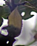 Lochfraßkunst an Pflaumenblättern(Prunus domestica(L.)) 02