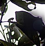 Lochfraßkunst an Pflaumenblättern(Prunus domestica(L.)) 03