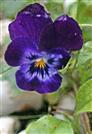 Blüte eines Stiefmütterchens(Viola)