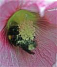 Dunkle Erdhummel(Bombus terrestris(L. 1758)) schutzsuchend über Nacht in einer Stockmalvenblüte(Alcea rosea(L.))