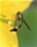 Gemeine Schattenschwebfliege(Baccha elongata(Fabricius 1775))