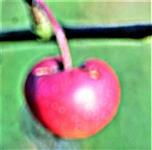 Ein diesjähriger Apfel eines jungen Apfelbaumes(Malus domestica(Bork.)) fast im 